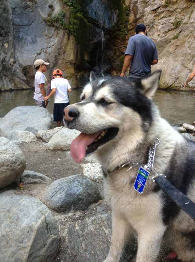 Bobby, a beloved dog remembered by WoafMeow