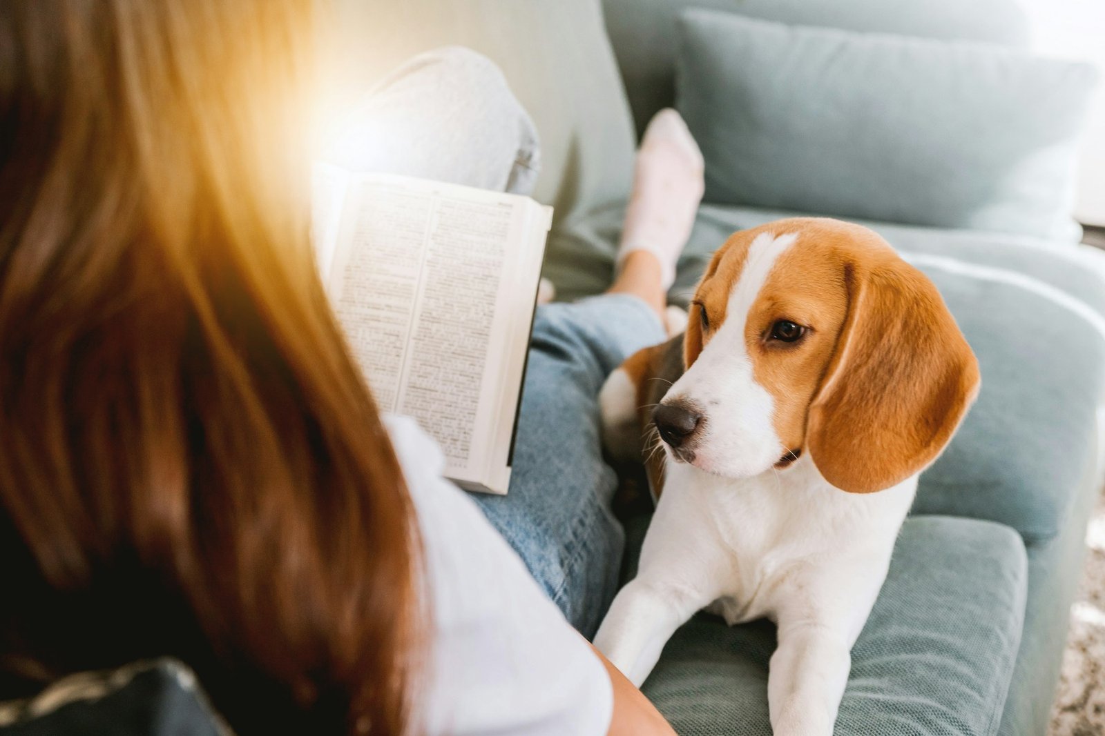 Owner observing a dog's ordinary home routine