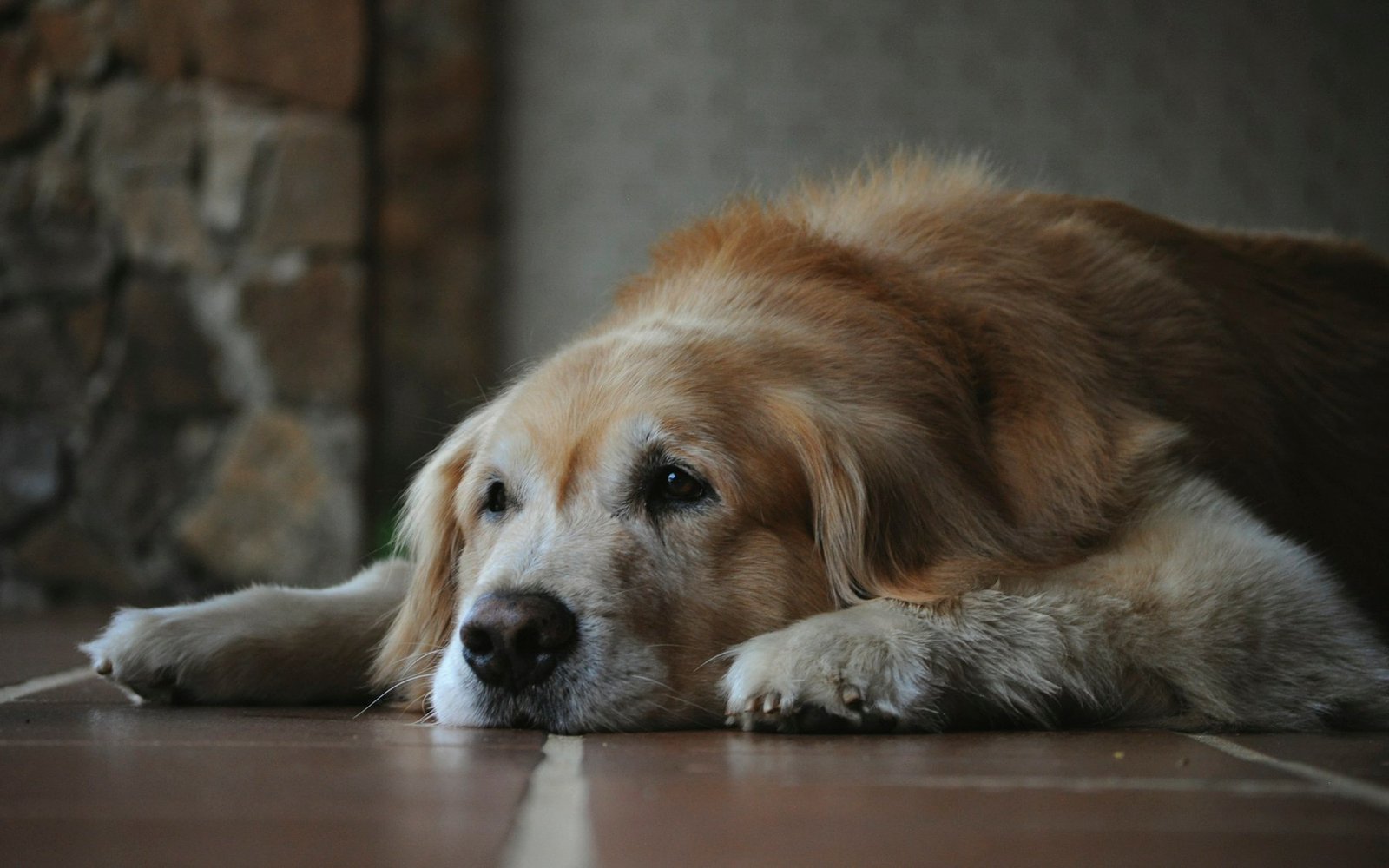 Older golden retriever receiving a calm daily check-in