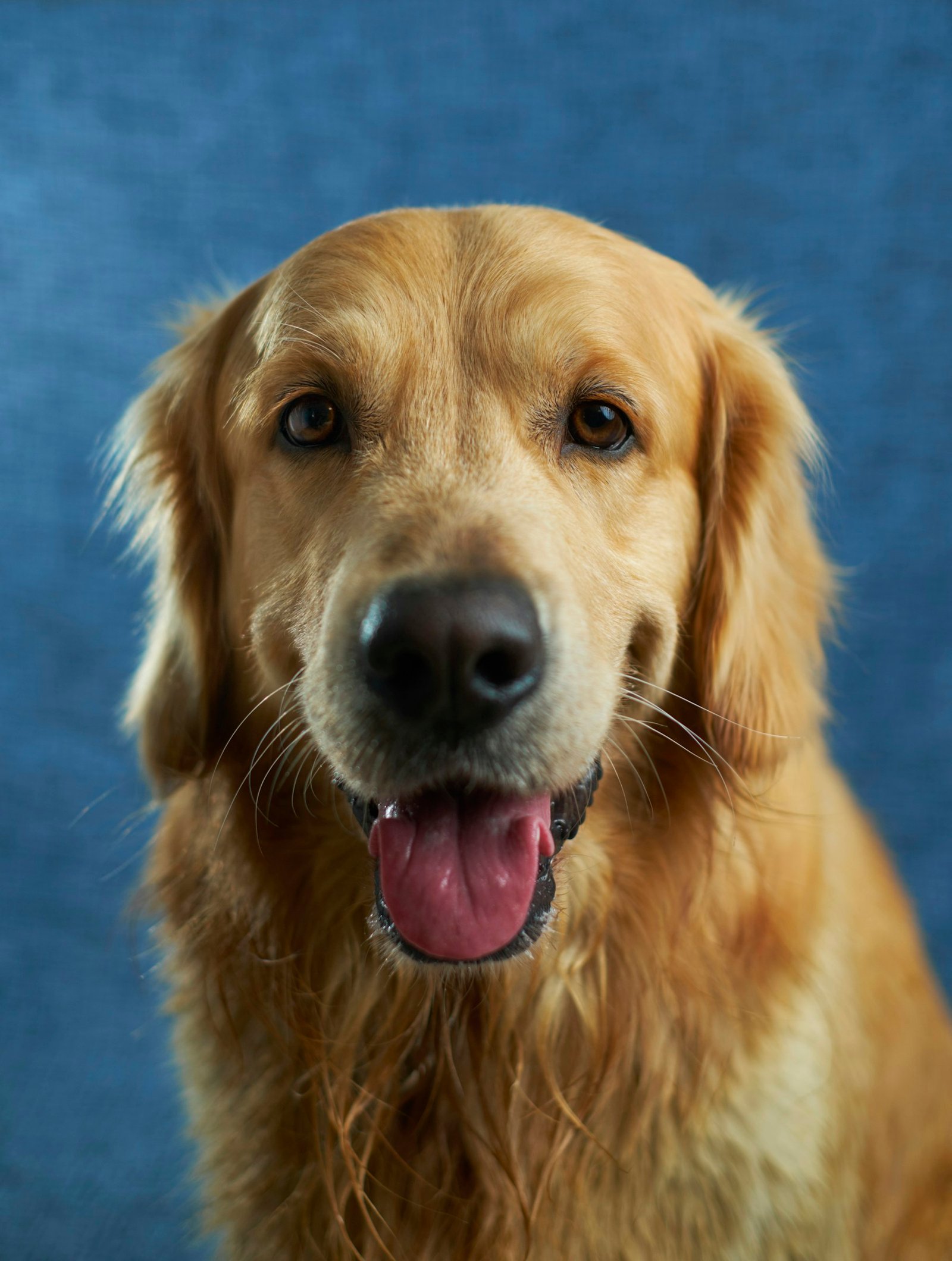 Golden retriever remembered with a living tree tribute