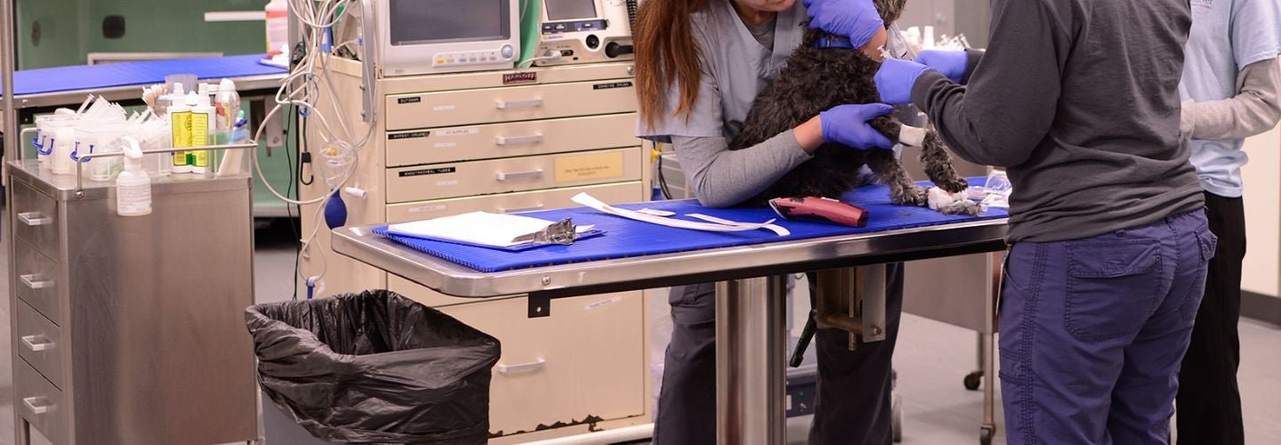 Ryan Veterinary Hospital published professional or clinic image