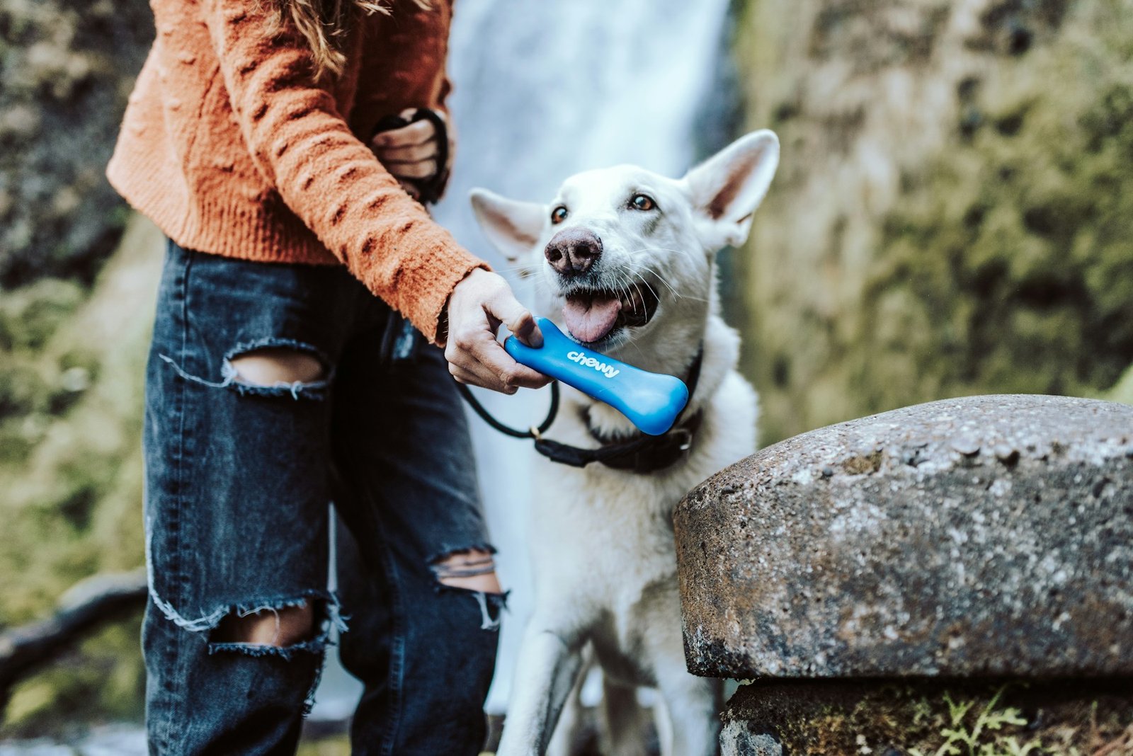 Pet parent spending time with an older dog
