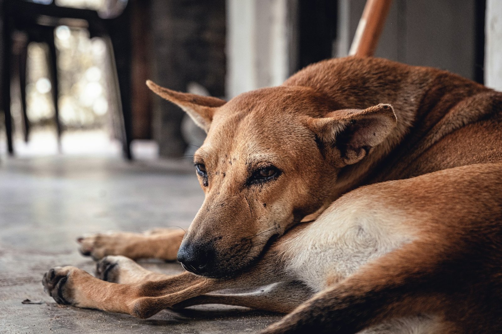 Veterinarian and pet parent with senior dog