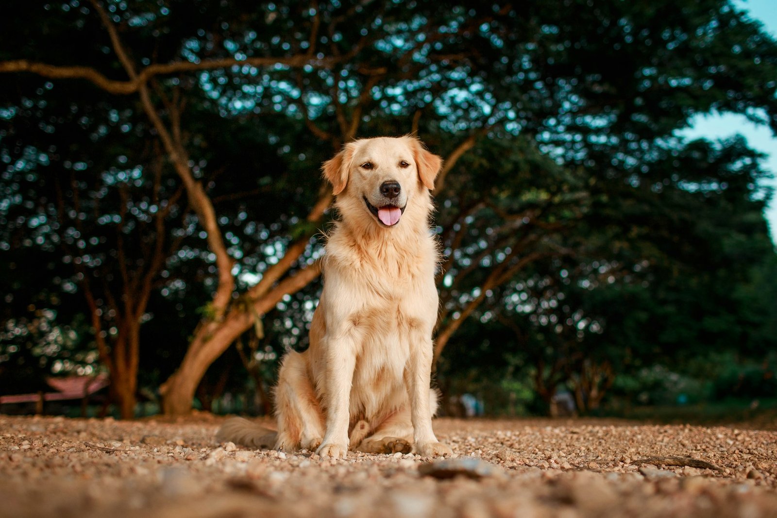 Older dog outdoors with a family