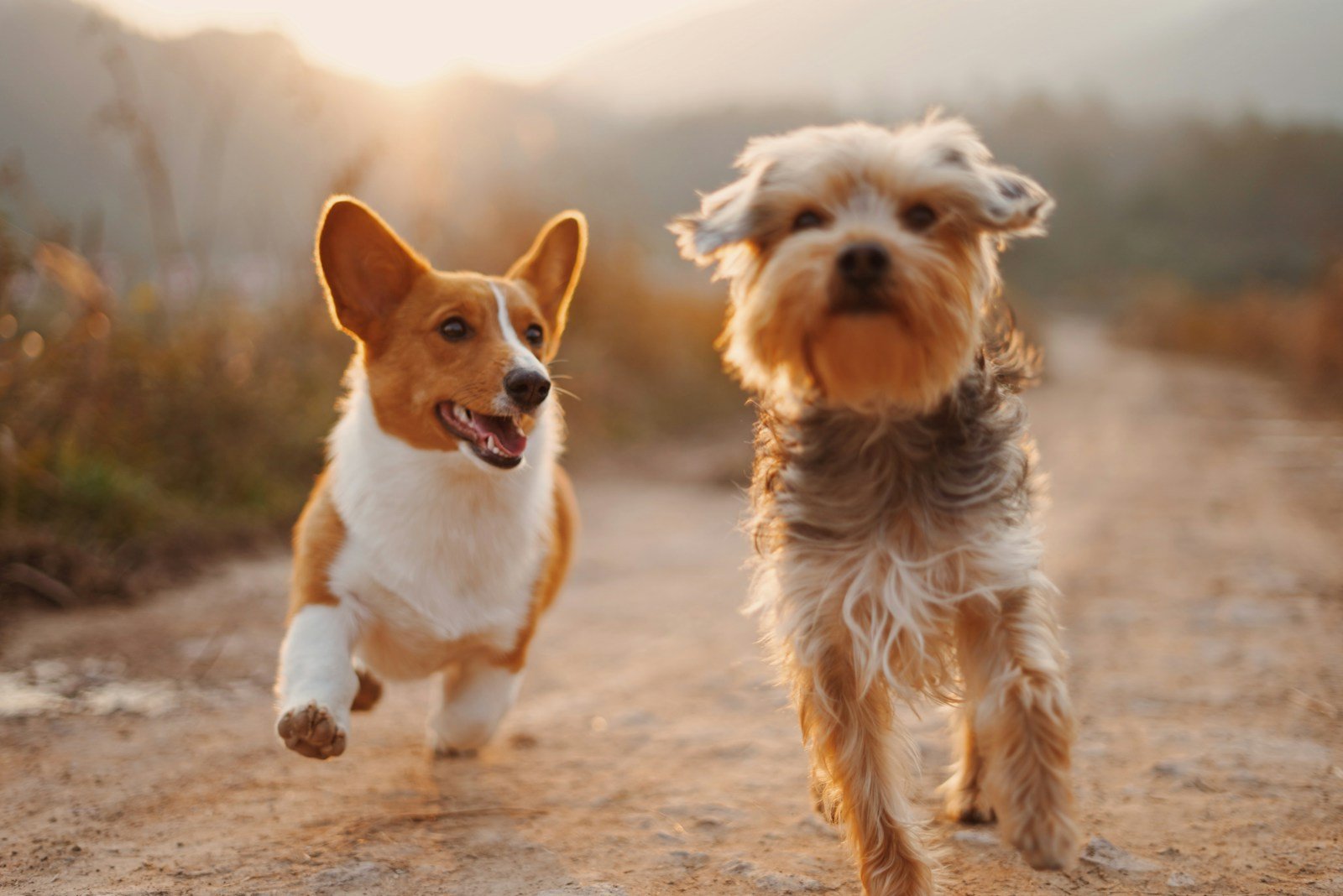 Two dogs meeting on a quiet outdoor path